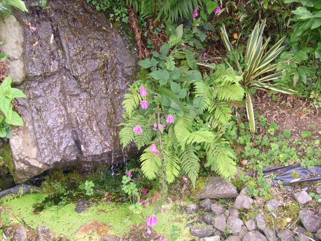 Bed & Breakfast Insiara Cork