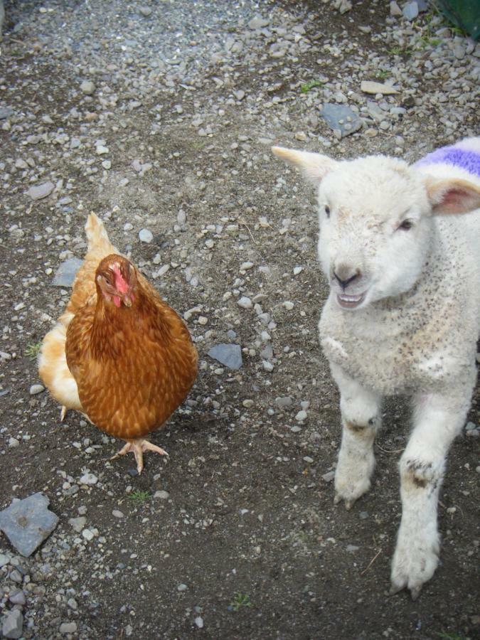 Homestay Dun Oir Farmhouse.bantry Co *